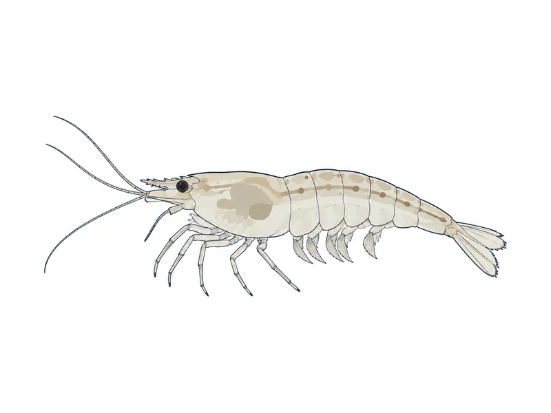 ミナミヌマエビのイラスト
