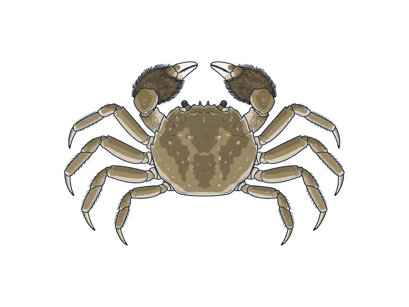 モクズガニのイラスト